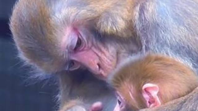 老表发火了#看一遍笑一遍