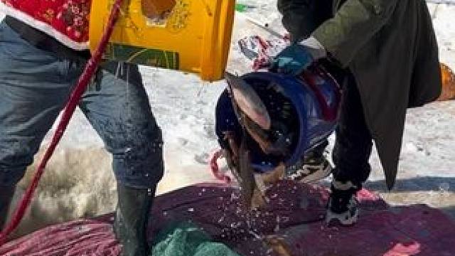 #户外捕鱼 #好多鱼