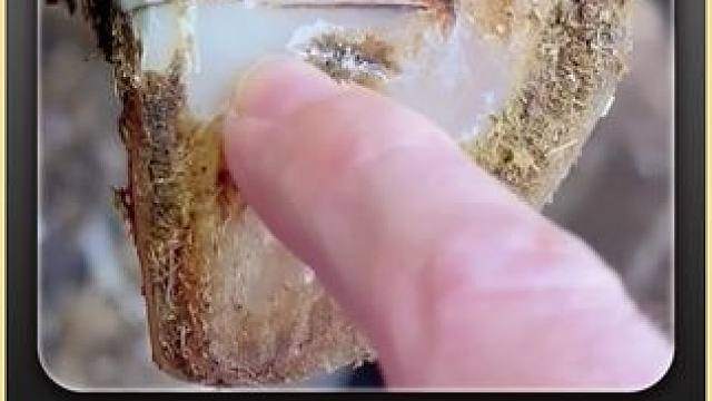 一条黑丝贯穿整个牛蹄，让刚蹲下的你瞬间来了兴趣#修蹄 #解压 #助眠 #强迫症 #极度舒适