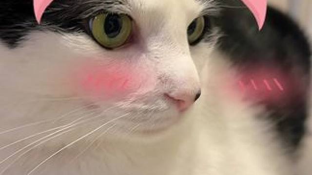 #记录猫咪日常 #萌宠出道计划 #谁能拒绝傻憨憨的小猫咪