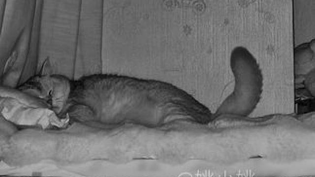 睡着了尾巴还在跳舞 #监控下的猫咪 #它只是不会说话其实它什么都懂