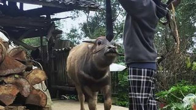 勤快的小牛仔，主动帮家里面干农活#田园生活 #记录我的乡村生活 #放牛的生活