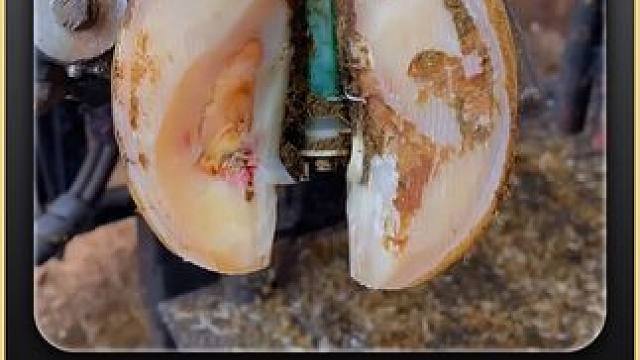 黑丝贯穿整个牛蹄完整版 #都在买的零食清单 #解压 #助眠 #治愈 #修蹄