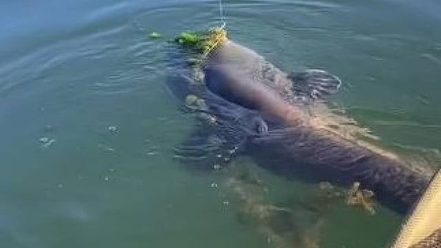 #这鱼哪个钓友看了不羡慕 #每个钓鱼人都有个百斤巨物梦 #12月的鱼应该