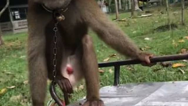 泰国打工猴摘完椰子高兴回家 #国外视频分享 #猴子成精 #打工猴