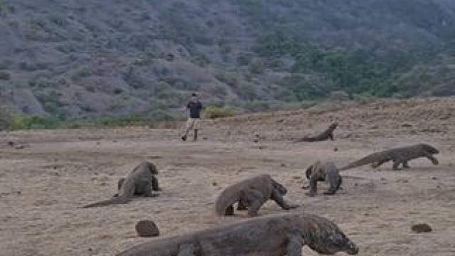 科莫多巨蜥今天不饿 #国外视频分享 #野生动物零距离 #科莫多巨蜥