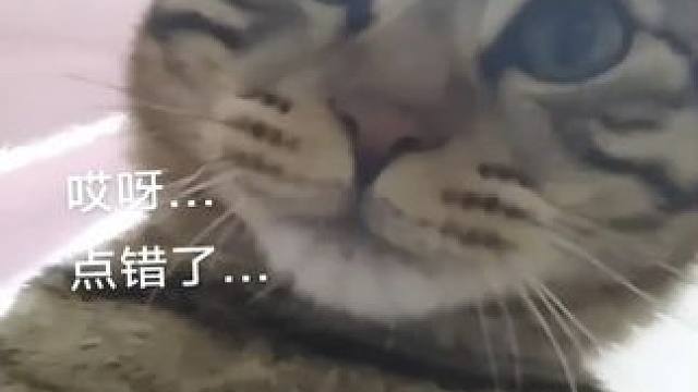 怀疑小猫用手机拍视频
