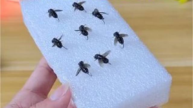 硅胶材质软软糯糯，颤摆翅膀落水挣扎的苍蝇，鱼赞不绝口的小零食 #路亚假饵 #假饵 #苍蝇