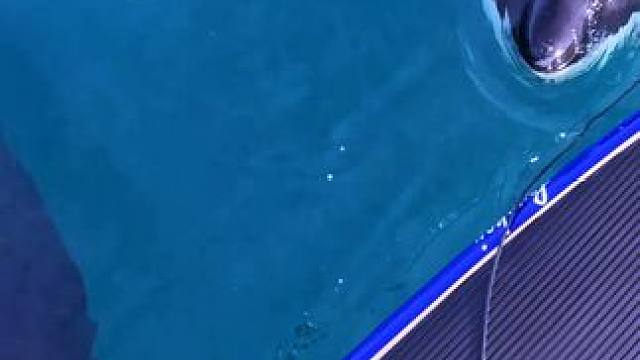 偶遇海洋该溜子 #冲浪 #人与动物和谐共处 #专业动作请勿模仿