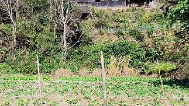 乡村无儿郎，十室九闭门，抬头见老叟，低头见老躯！如今的农村已经看不见一个年轻人了，村口的老槐树依旧矗