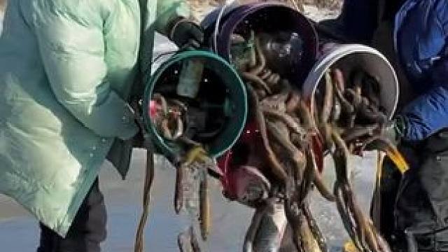 #户外捕鱼 #好多鱼