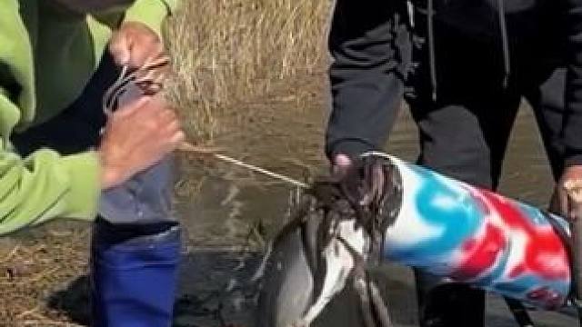 #户外捕鱼 #好多鱼