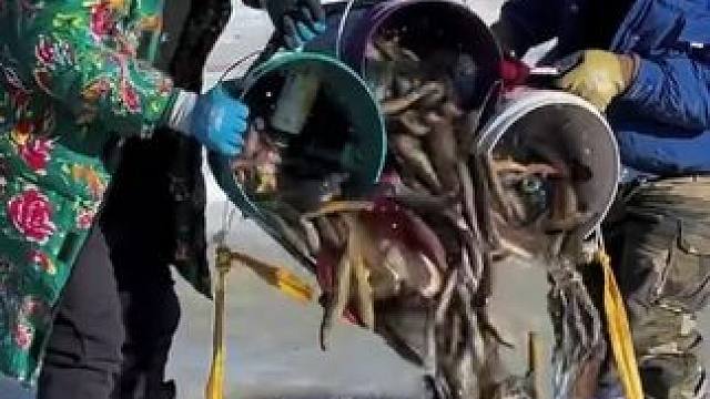 #户外捕鱼 #好多鱼