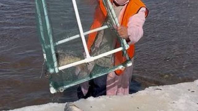 #户外捕鱼 #好多鱼