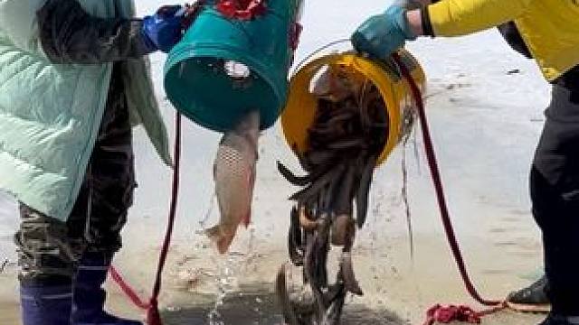 #户外捕鱼 #好多鱼