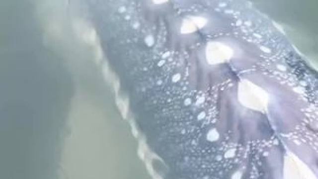 #这鱼哪个钓友看了不羡慕 #每个钓鱼人都有个百斤巨物梦 #12月的鱼应该