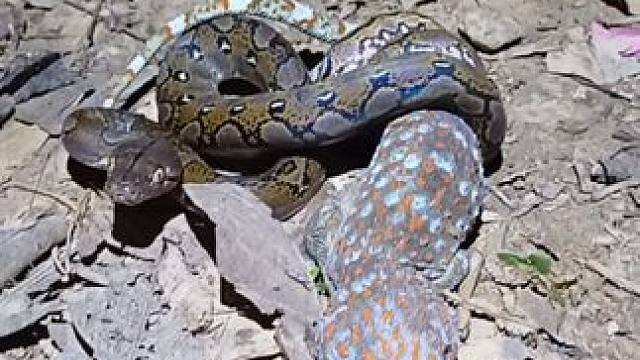 小蟒蛇大战大壁虎 #国外视频分享 #奇妙的动物 #野生动物零距离