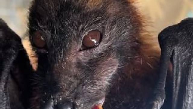 宠物果蝠喜欢吃水果 #国外视频分享 #奇妙的动物 #宠物