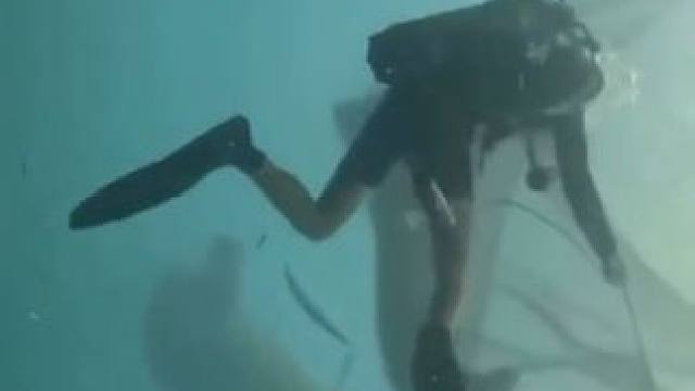 拯救被渔网缠住的鲸鲨 #国外视频分享 #野生动物零距离 #海洋生物