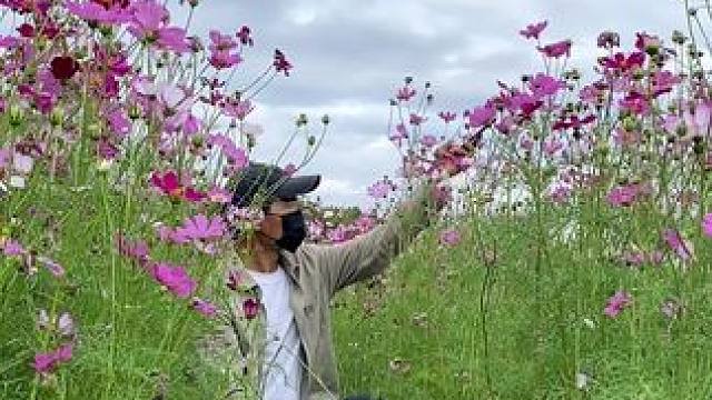 格桑花试试这样拍太美了#手机摄影 #拍摄技巧 #格桑花 #治愈系 #治愈系风景