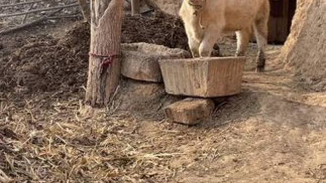 #原生态乡村生活 #远离城市的喧嚣 #走进大山深处 #乡愁记忆 #山里人家