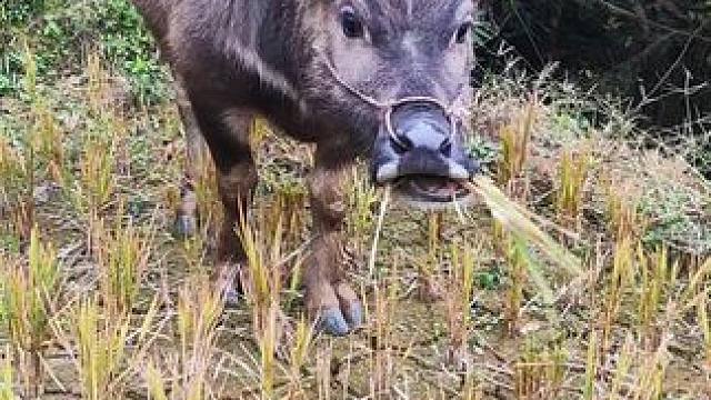 平平淡淡的农村放牛生活#田园生活 #放牛的生活 #记录农村真实生活