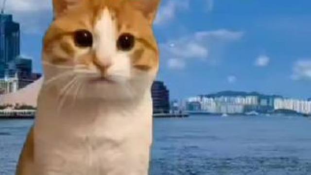 沈宗年：装货#奇洛李维斯回信