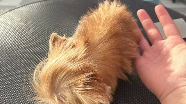 七个月的约克夏