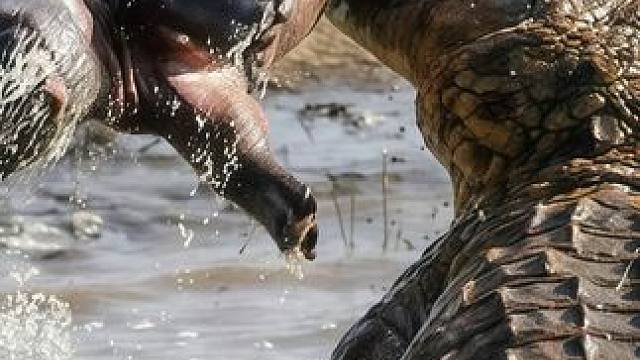 布隆迪中的巨兽《传奇巨鳄:古斯塔夫》多次躲过村民的陷阱 唯一捕猎成年河马 抗住AK47的子弹 现代猫