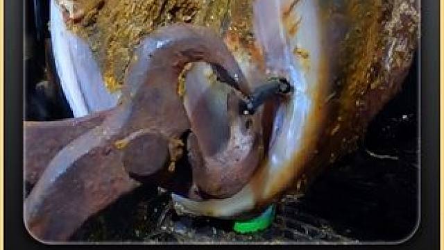 糟糕，牛蹄又又又扎进了钉子里 #解压 #修蹄 #助眠  #强迫症 #治愈