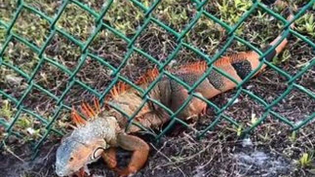 国外小伙解救红鬣蜥 #国外视频分享 #野生动物零距离 #鬣蜥