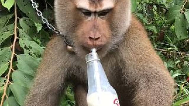 泰国打工猴摘完椰子喝牛奶 #国外视频分享 #猴子成精 #打工猴