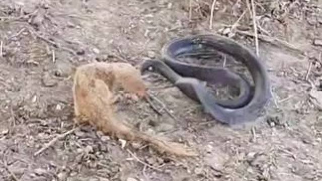 蛇獴遇上眼镜蛇，谁能笑到最后？#神奇动物在这里 #野生动物零距离 #动物世界#美团团购