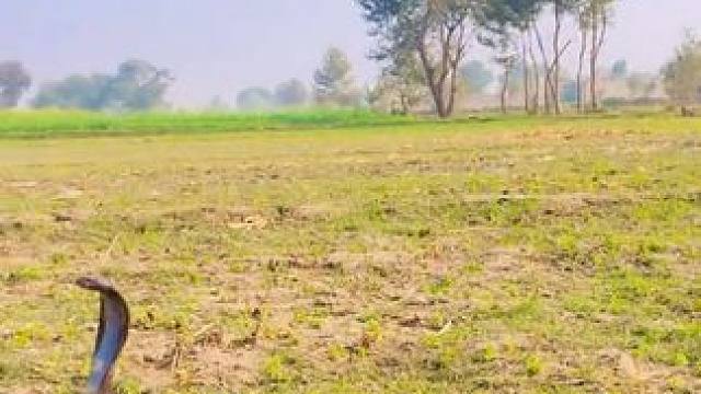 狗子还是比较谨慎的 #国外视频分享 #野生动物零距离 #狗狗