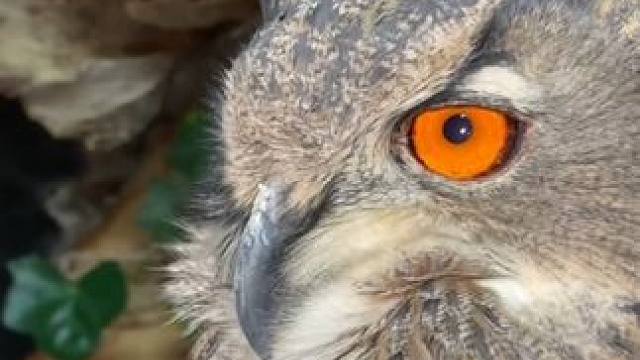 霸气的宠物雕鸮 #国外视频分享 #奇妙的动物 #宠物