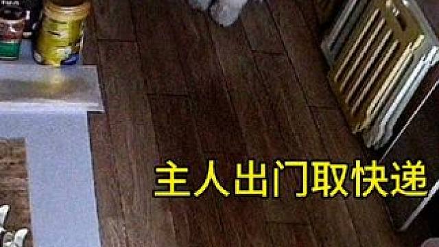 拉布拉多：横扫饥饿，做回自己#搞笑 #看一遍笑一遍 #内容启发搜索 #狗子成精了