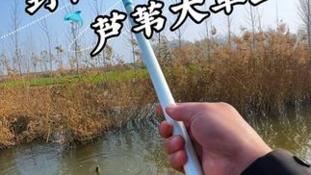 野河芦苇出惊喜 #野钓 #野河野钓 #户外野钓 #钓鱼#钓鱼人