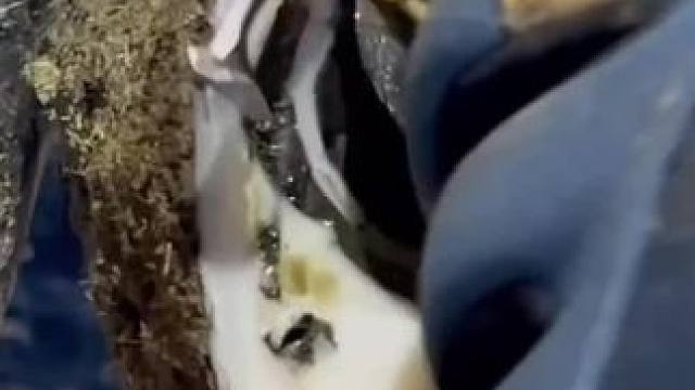 牛蹄像洋葱一样好几层，修理之前一点看不出问题#解压 #修牛蹄