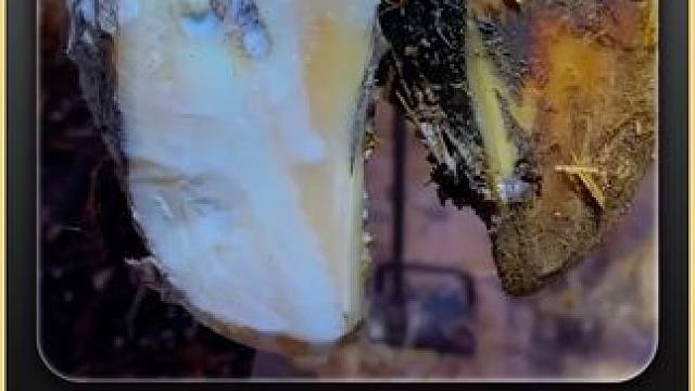 究竟是什么样的牛蹄，让小哥忍不住冲洗 #都在买的零食清单 #解压 #助眠 #强迫症 #极度舒适