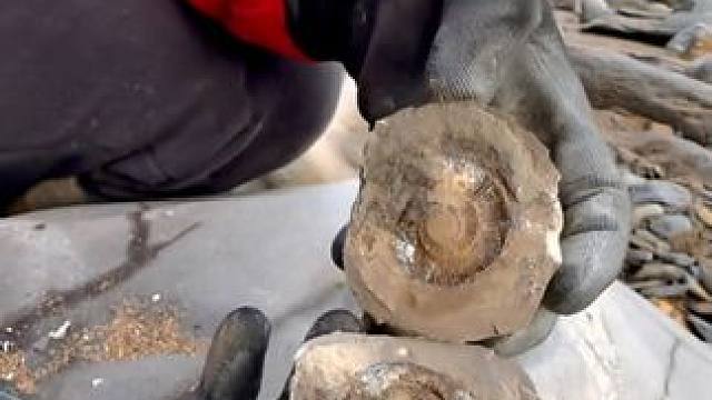 #国外视频分享 #古生物化石 #远古生物 #化石