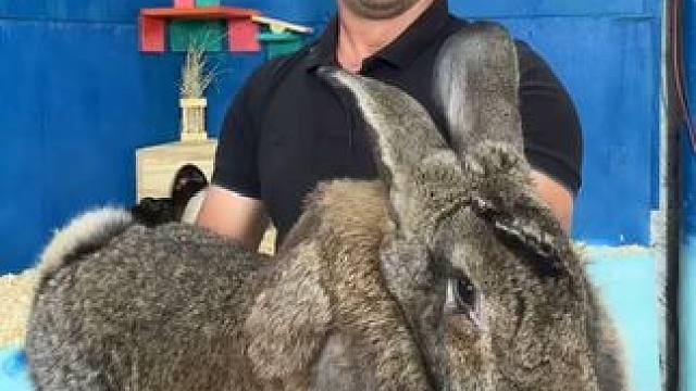 兔之大一锅炖不下 #国外视频分享 #奇妙的动物 #兔子