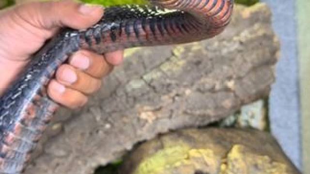 给宠物喂食 #国外视频分享 #专业操作请勿模仿 #宠物