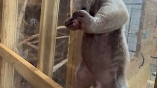 宠物食蚁兽 #国外视频分享 #奇妙的动物 #宠物