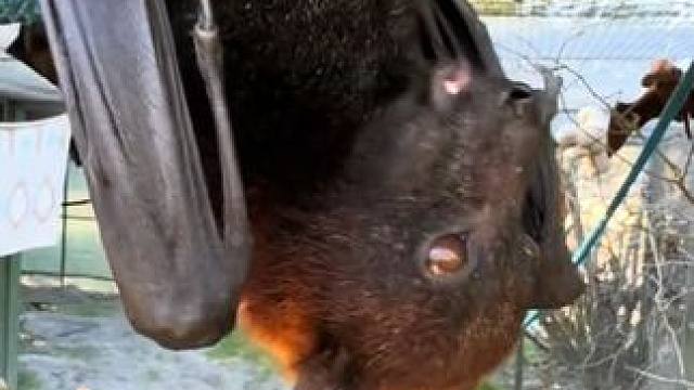 宠物果蝠果篮里取餐，把手机屏幕倒过来看更有意思 #国外视频分享 #奇