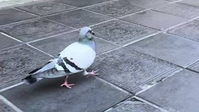 知己知彼#随拍记录生活 #万物皆有灵性 #慢下来看世界