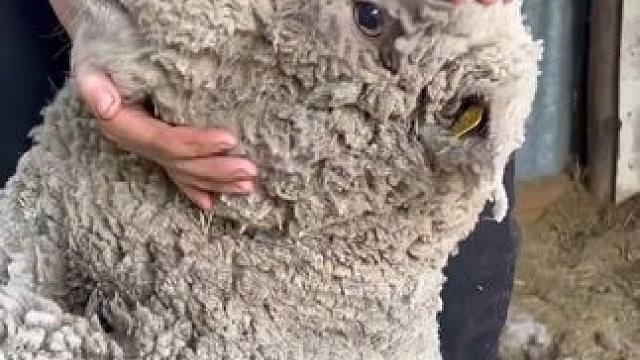 给可爱小羊剃毛 #是时候展现真正的技术了