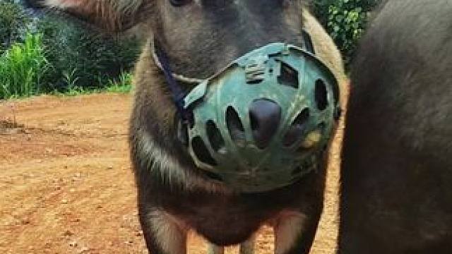 回家啦#记录我的乡村生活 #田园生活 #放牛的生活