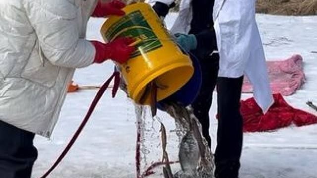 #户外捕鱼 #好多鱼