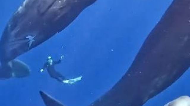 近距离观看抹香鲸 #国外视频分享 #野生动物零距离 #海洋生物