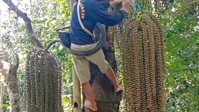 这是什么东西，能吃吗